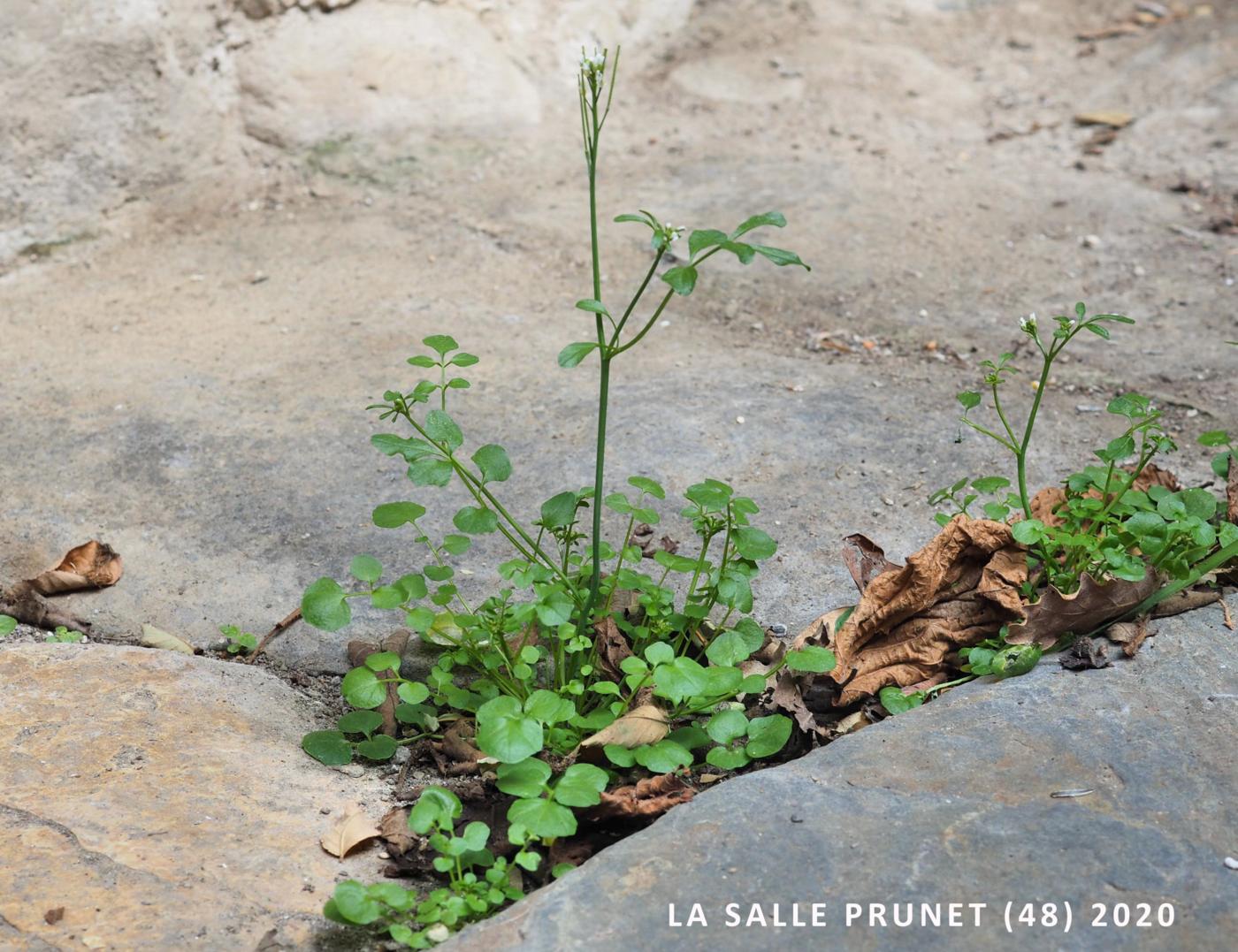 Bittercress, Hairy plant